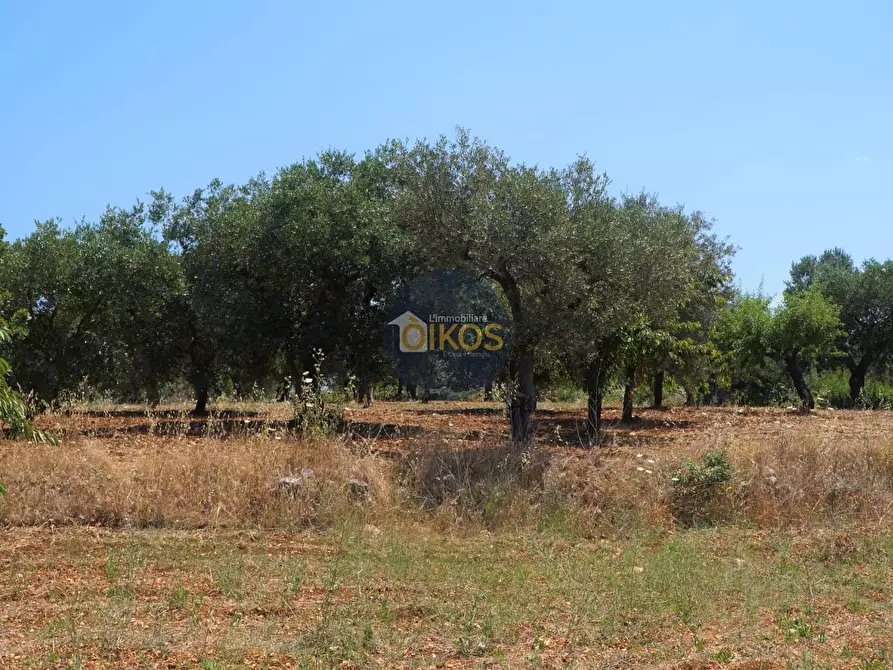 Immagine 23 di Terreno agricolo in vendita  in Contrada Romanazzi a Monopoli