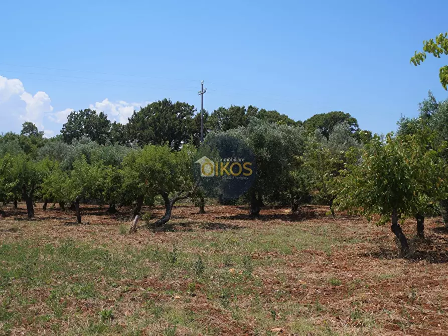 Immagine 26 di Terreno agricolo in vendita  in Contrada Romanazzi a Monopoli