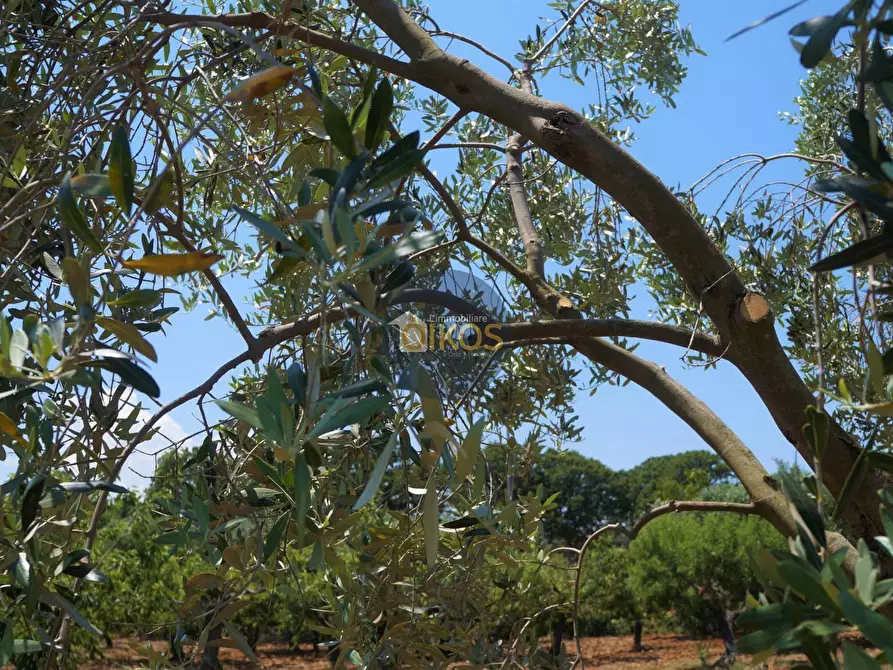 Immagine 30 di Terreno agricolo in vendita  in Contrada Romanazzi a Monopoli
