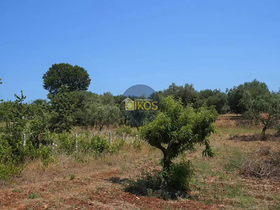 Immagine 27 di Terreno agricolo in vendita  in Contrada Romanazzi a Monopoli