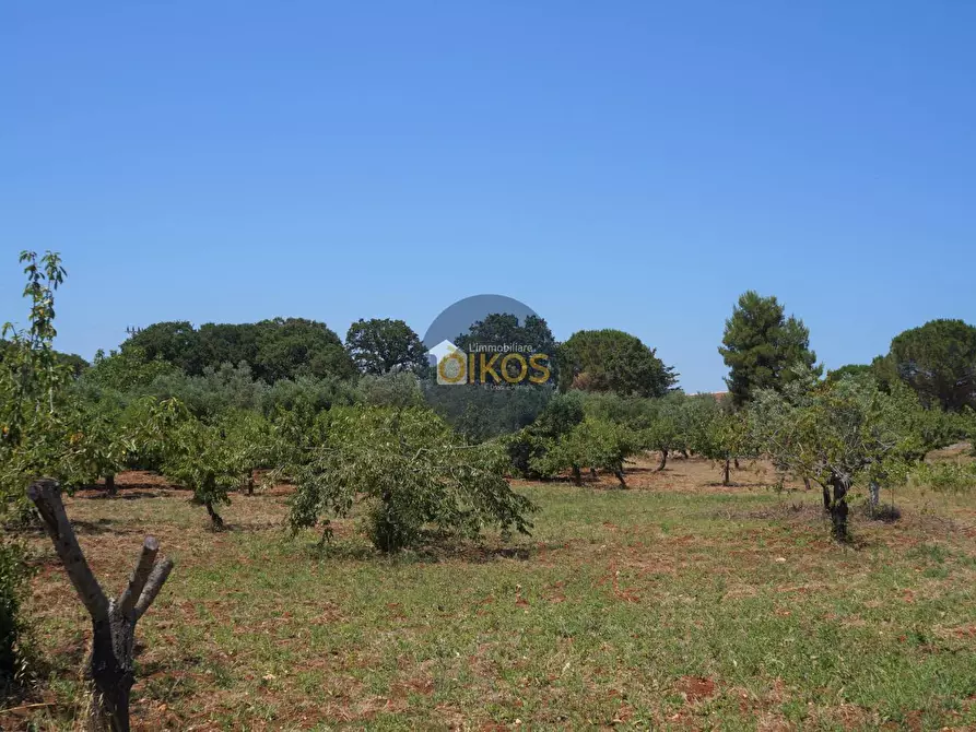 Immagine 24 di Terreno agricolo in vendita  in Contrada Romanazzi a Monopoli