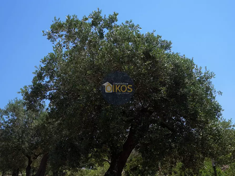 Immagine 32 di Terreno agricolo in vendita  in Contrada Romanazzi a Monopoli