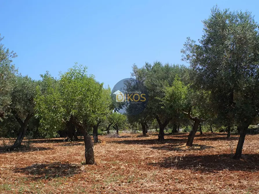 Immagine 29 di Terreno agricolo in vendita  in Contrada Romanazzi a Monopoli