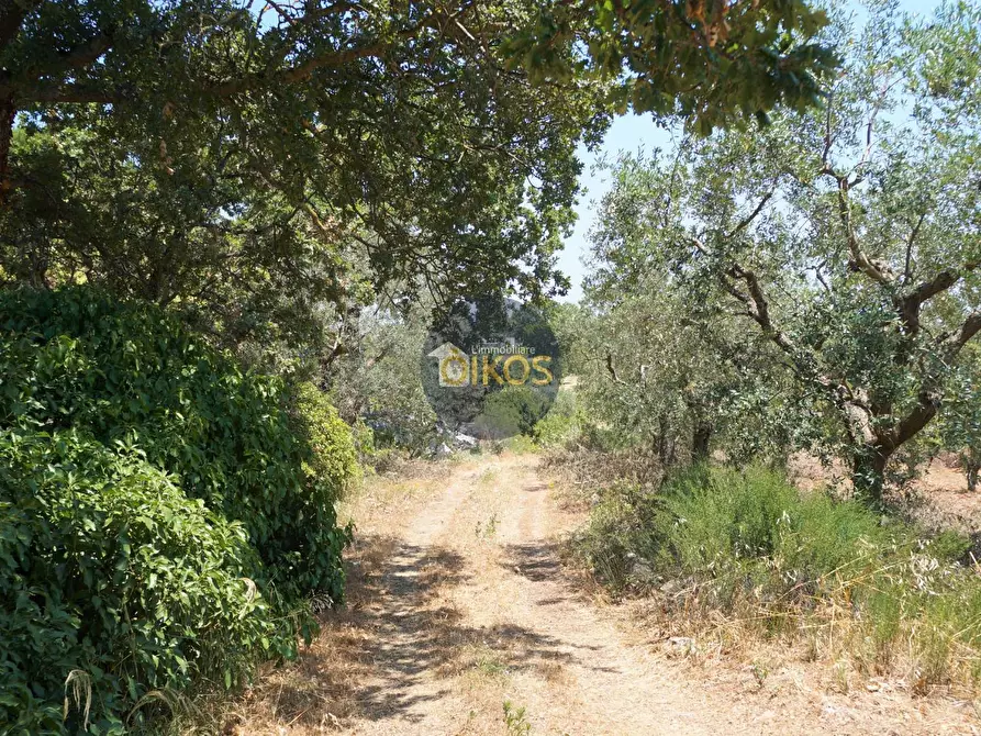 Immagine 38 di Terreno agricolo in vendita  in Contrada Romanazzi a Monopoli