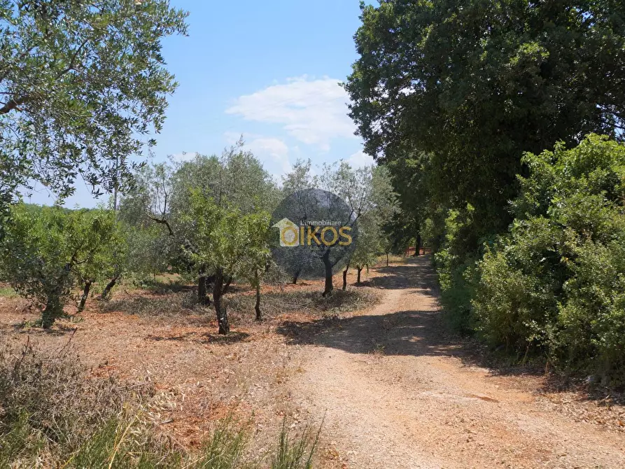 Immagine 39 di Terreno agricolo in vendita  in Contrada Romanazzi a Monopoli