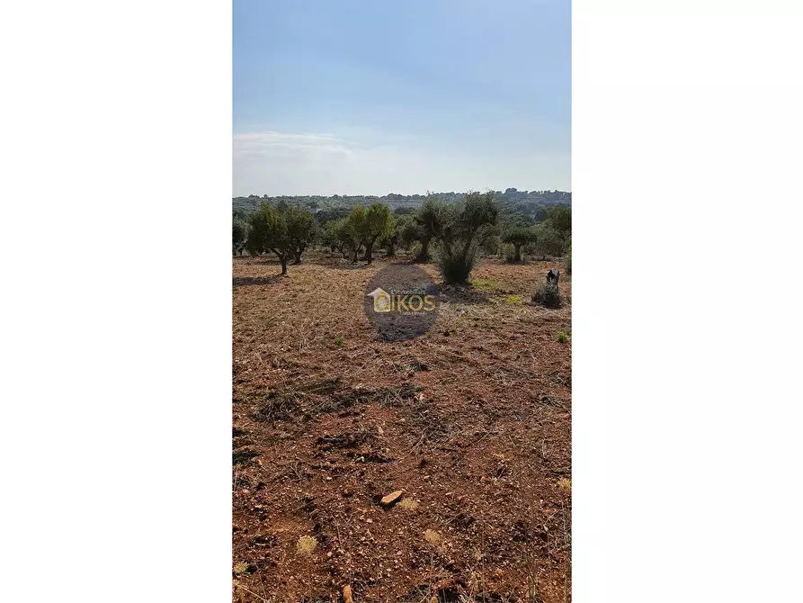 Immagine 10 di Terreno agricolo in vendita  in Contrada Cervarulo a Monopoli