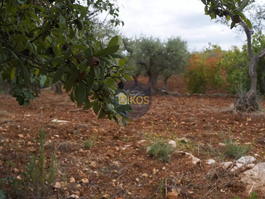 Immagine 55 di Rustico / casale in vendita  in via Colucci a Alberobello