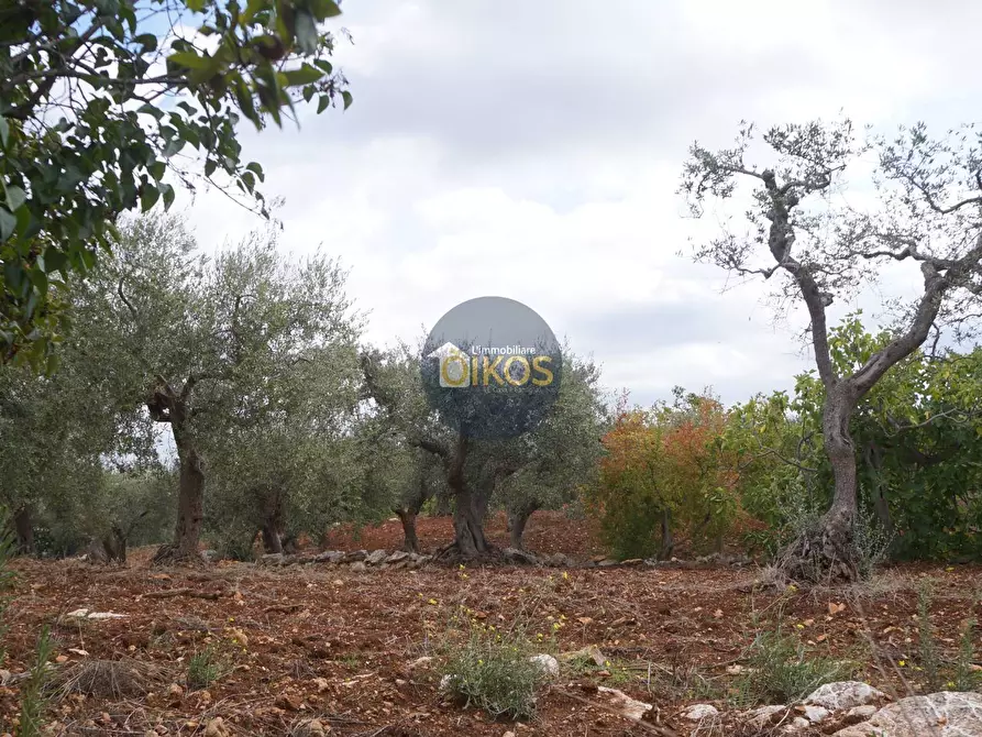 Immagine 56 di Rustico / casale in vendita  in via Colucci a Alberobello