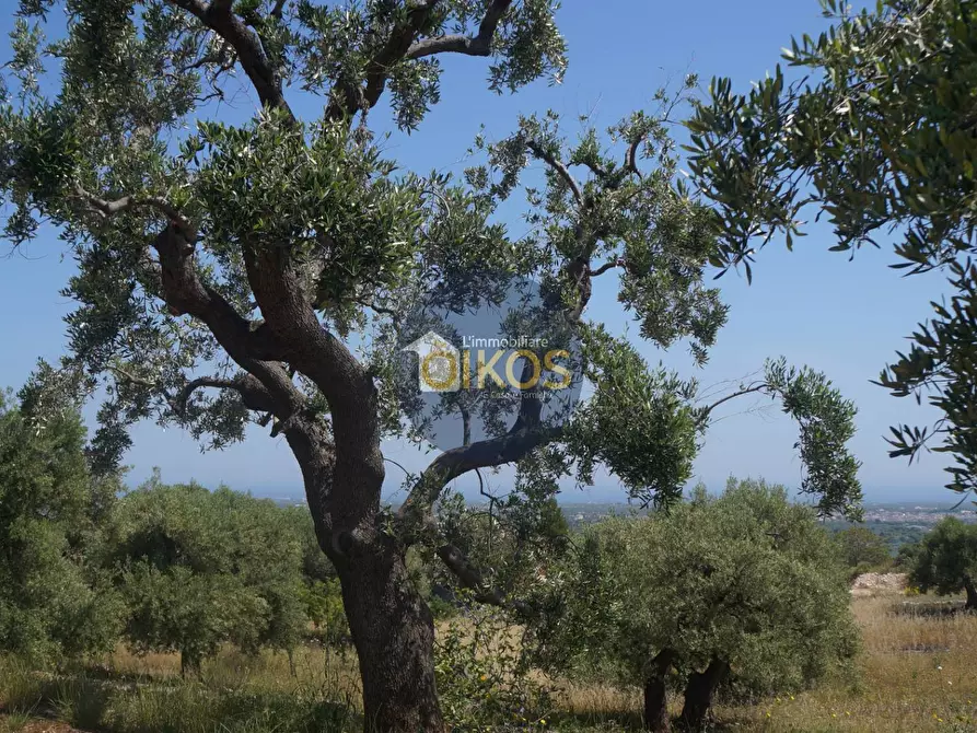 Immagine 21 di Rustico / casale in vendita  in contrada salamina a Fasano