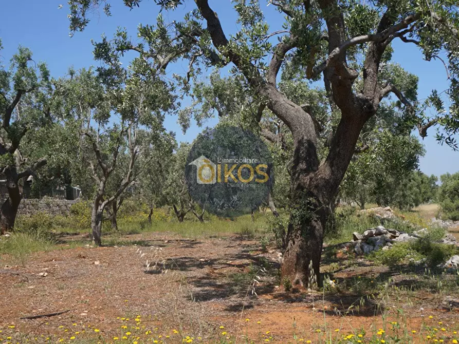 Immagine 23 di Rustico / casale in vendita  in contrada salamina a Fasano