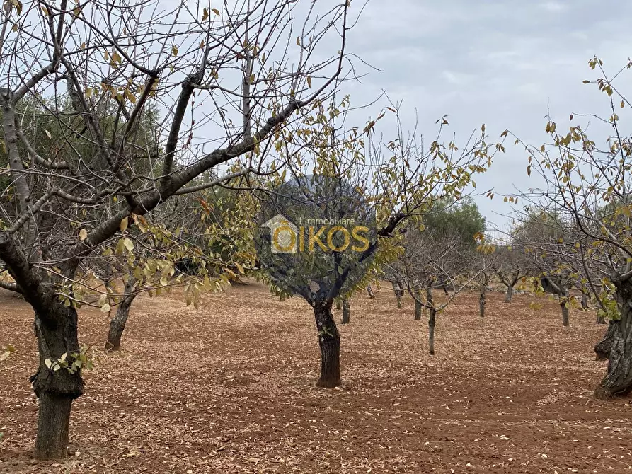 Immagine 5 di Terreno residenziale in vendita  in Contrada Bellocchio a Monopoli
