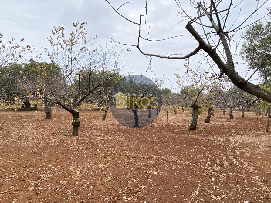 Immagine 10 di Terreno residenziale in vendita  in Contrada Bellocchio a Monopoli