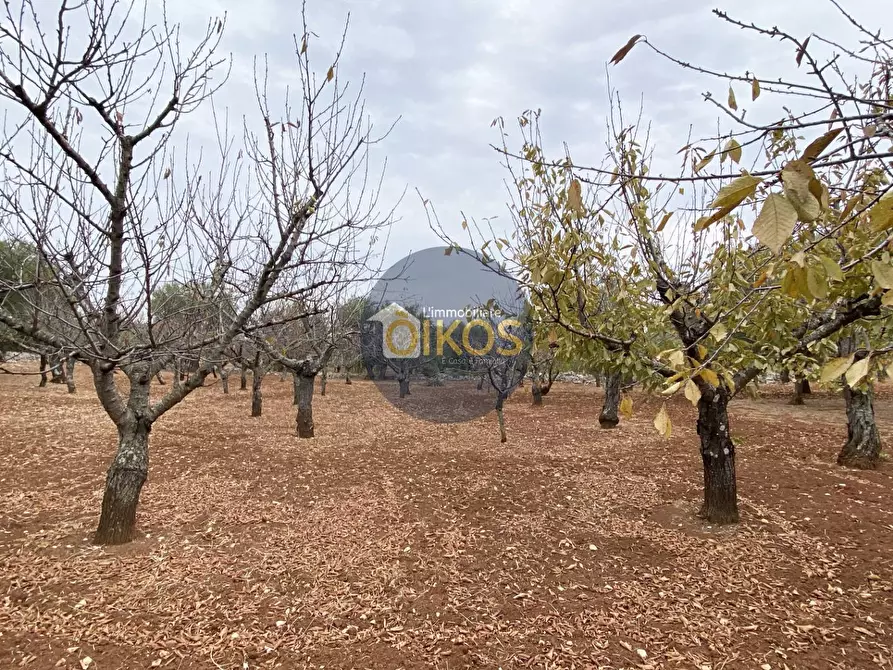 Immagine 11 di Terreno residenziale in vendita  in Contrada Bellocchio a Monopoli