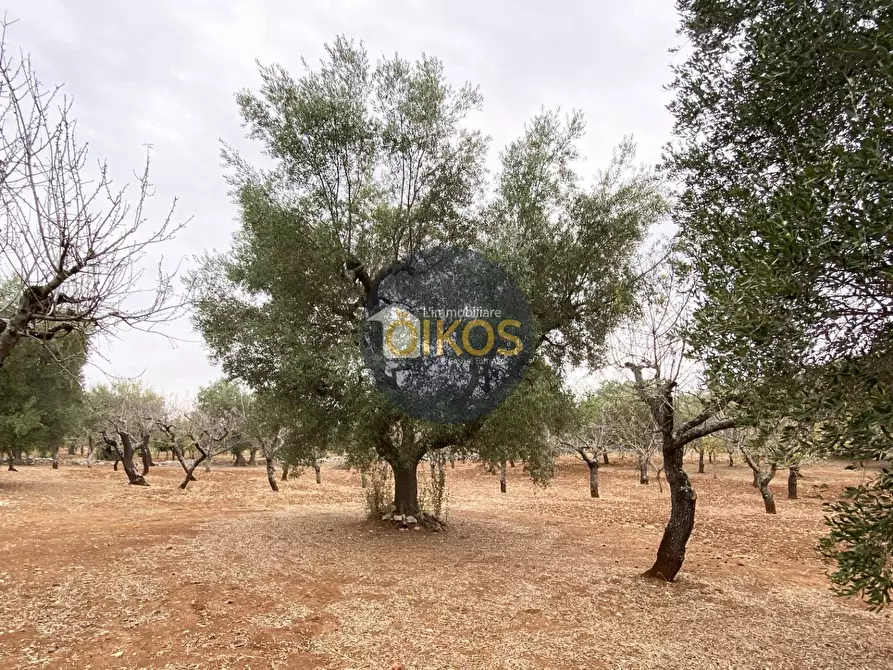 Immagine 12 di Terreno residenziale in vendita  in Contrada Bellocchio a Monopoli