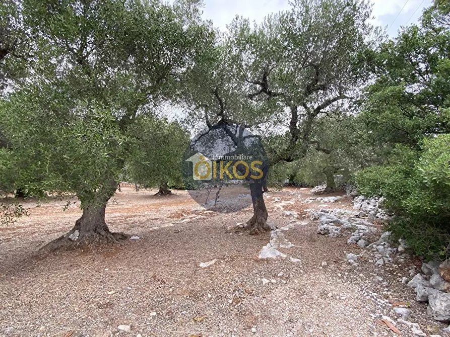 Immagine 17 di Terreno residenziale in vendita  in Contrada Bellocchio a Monopoli