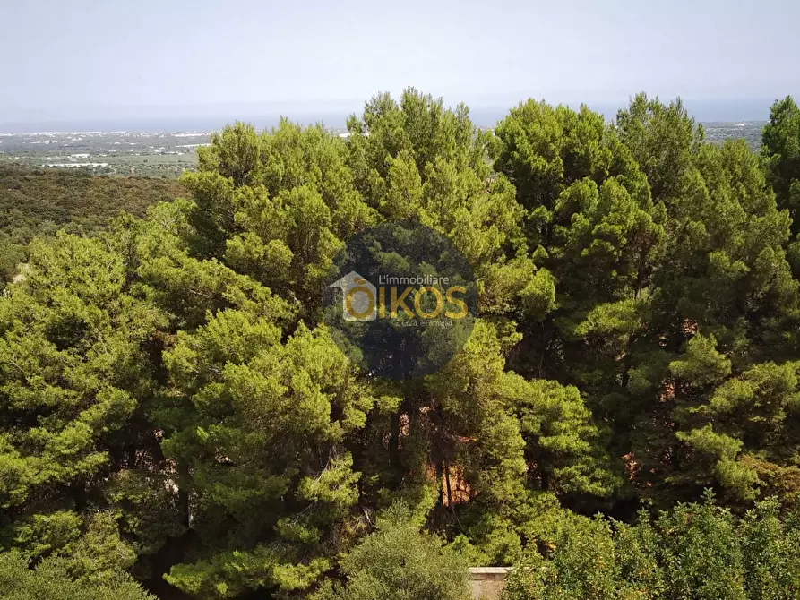 Immagine 4 di Terreno agricolo in vendita  in Contrada Torchiano a Monopoli