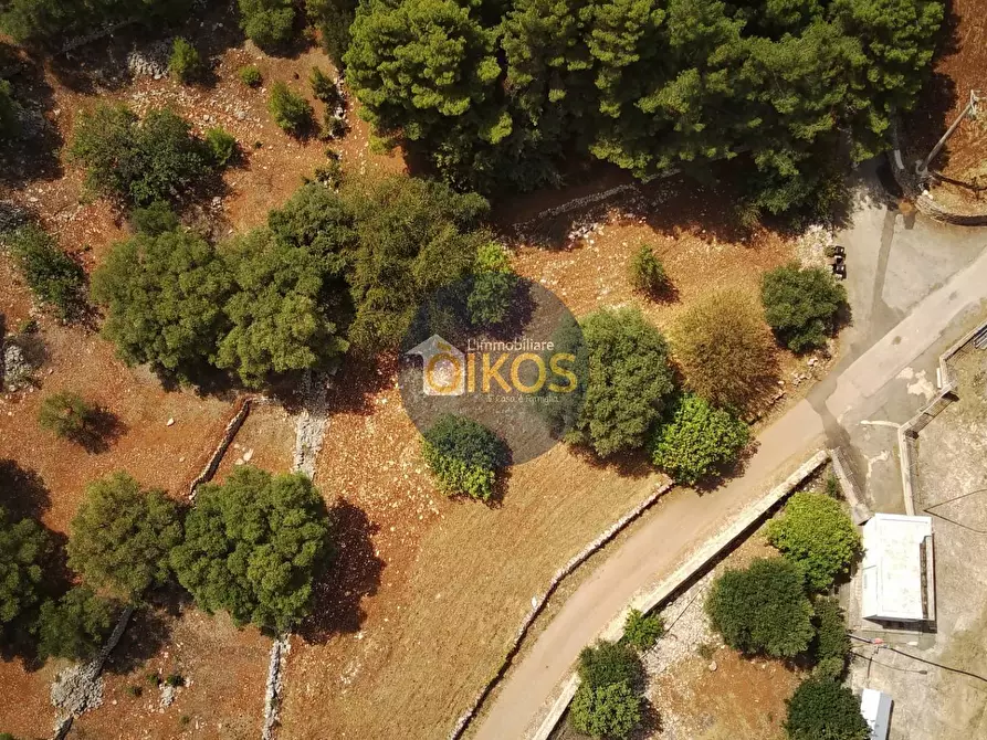 Immagine 5 di Terreno agricolo in vendita  in Contrada Torchiano a Monopoli