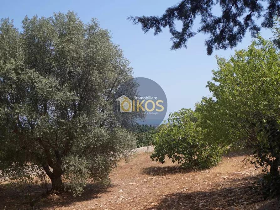 Immagine 25 di Terreno agricolo in vendita  in Contrada Torchiano a Monopoli