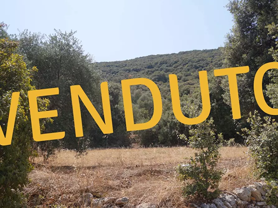 Immagine 1 di Terreno agricolo in vendita  in Contrada Torchiano a Monopoli