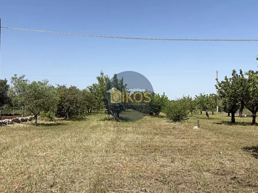 Immagine 4 di Terreno agricolo in vendita  in contrada Lamione snc a Conversano