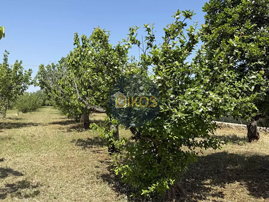 Immagine 8 di Terreno agricolo in vendita  in contrada Lamione snc a Conversano