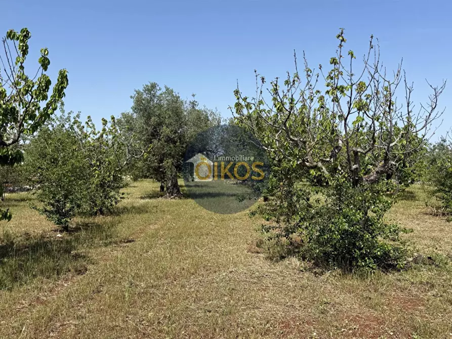 Immagine 1 di Terreno agricolo in vendita  in contrada Lamione snc a Conversano