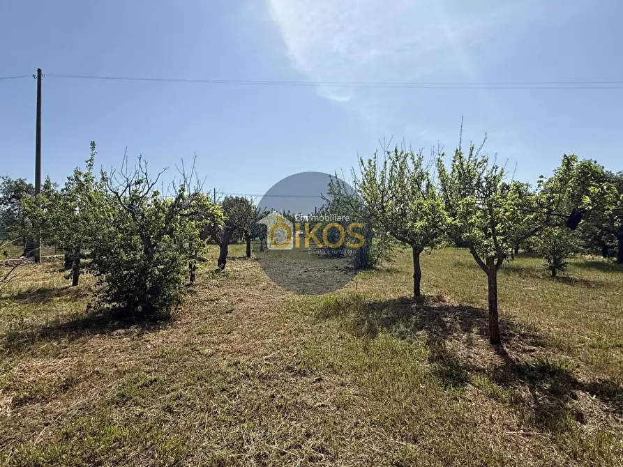 Immagine 6 di Terreno agricolo in vendita  in contrada Lamione snc a Conversano