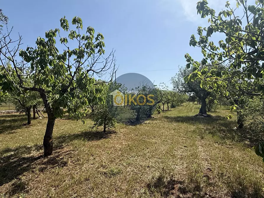 Immagine 9 di Terreno agricolo in vendita  in contrada Lamione snc a Conversano