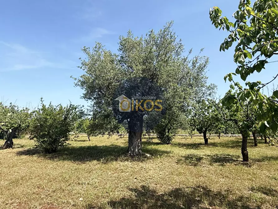 Immagine 10 di Terreno agricolo in vendita  in contrada Lamione snc a Conversano