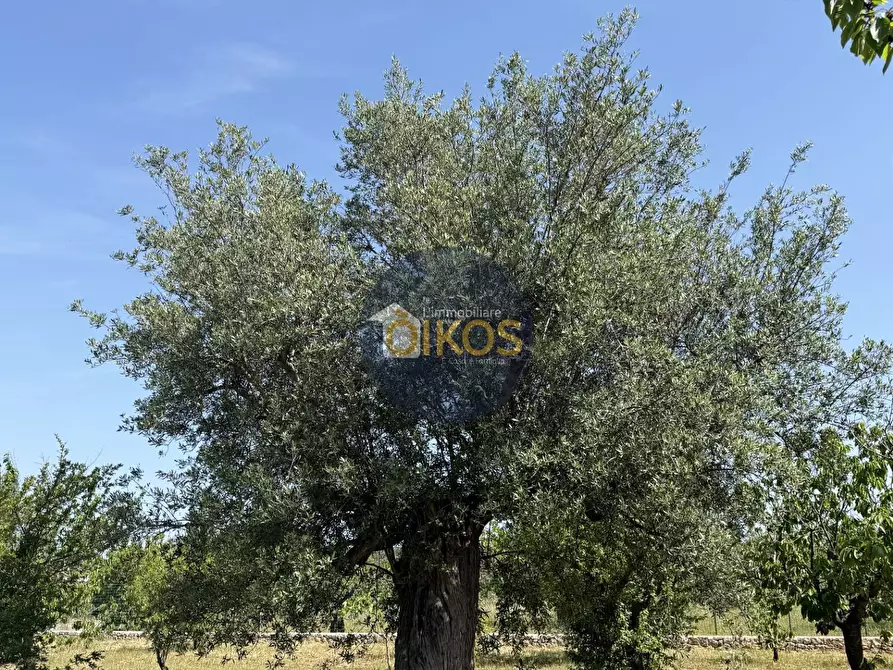 Immagine 11 di Terreno agricolo in vendita  in contrada Lamione snc a Conversano
