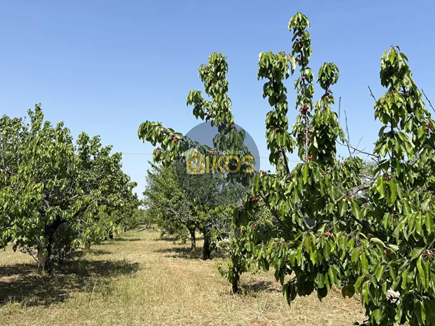 Immagine 14 di Terreno agricolo in vendita  in contrada Lamione snc a Conversano