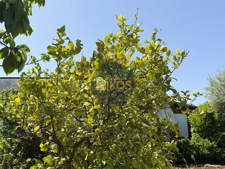 Immagine 15 di Terreno agricolo in vendita  in contrada Lamione snc a Conversano