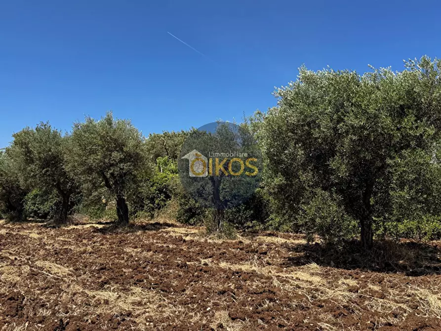 Immagine 14 di Terreno agricolo in vendita  in contrada Aratico snc a Monopoli