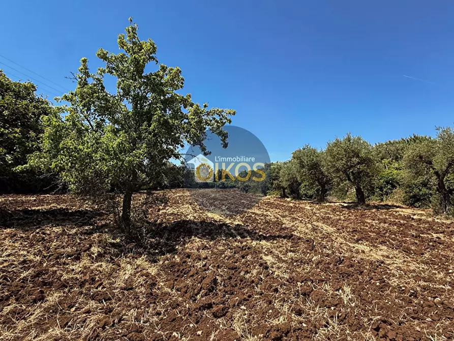 Immagine 15 di Terreno agricolo in vendita  in contrada Aratico snc a Monopoli