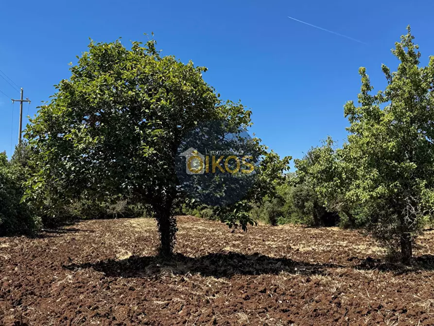 Immagine 17 di Terreno agricolo in vendita  in contrada Aratico snc a Monopoli