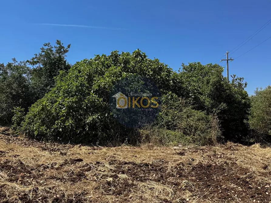 Immagine 23 di Terreno agricolo in vendita  in contrada Aratico snc a Monopoli