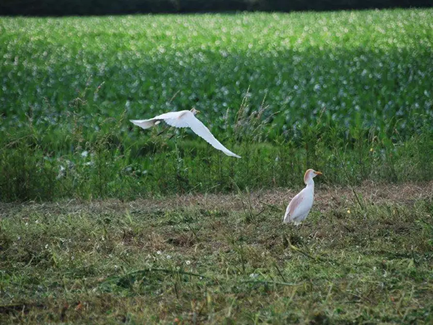 Immagine 80 di Azienda agricola in vendita  in TICINO a Cameri