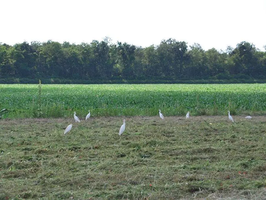 Immagine 81 di Azienda agricola in vendita  in TICINO a Cameri