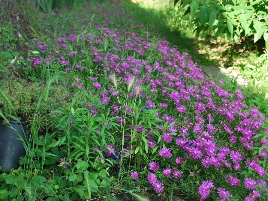 Immagine 78 di Locale commerciale in vendita  in TICINO a Cameri