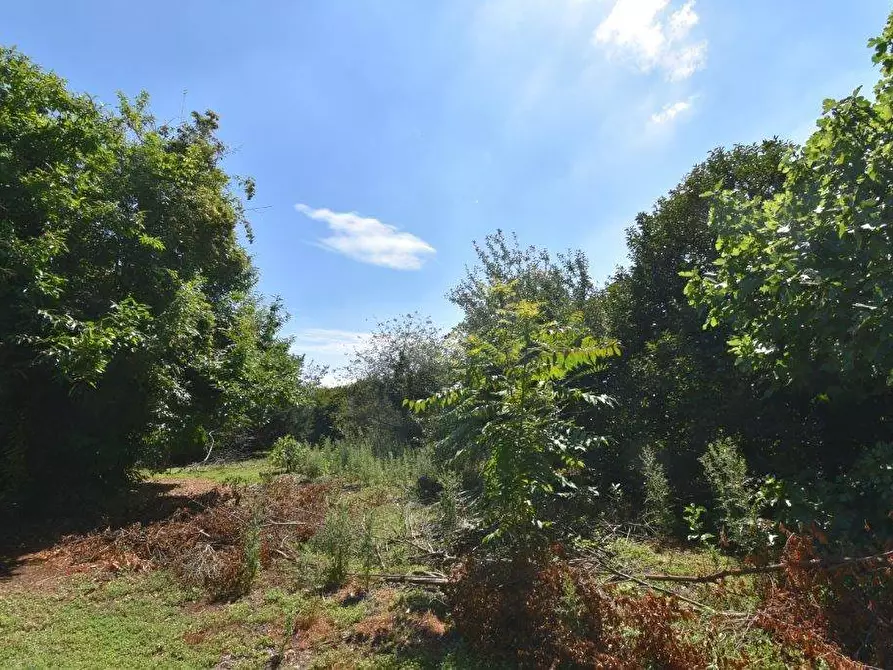 Immagine 9 di Terreno agricolo in vendita  in vicinale mazzafame a Legnano