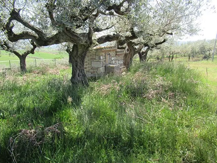 Immagine 10 di Terreno residenziale in vendita  a Spoltore
