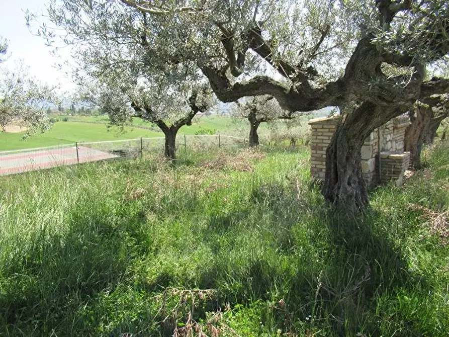 Immagine 11 di Terreno residenziale in vendita  a Spoltore