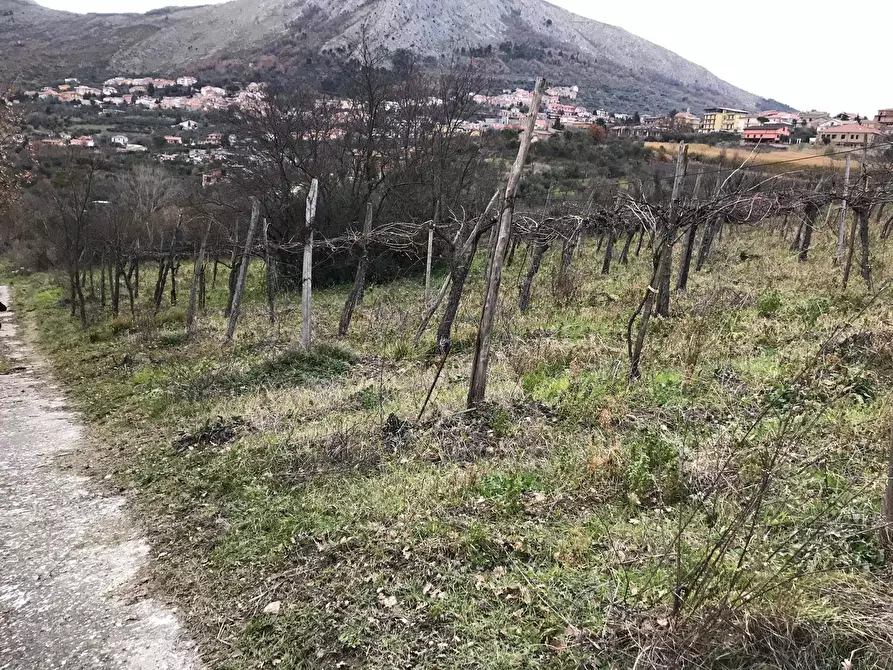 Immagine 3 di Terreno agricolo in vendita  in Foglianise snc a Apollosa
