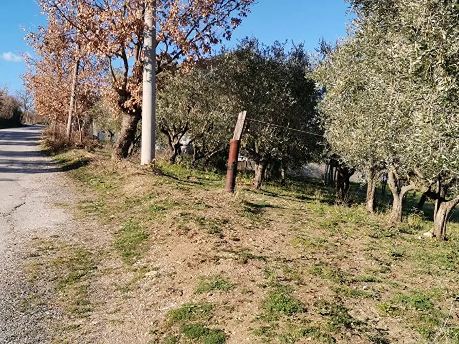 Immagine 1 di Terreno agricolo in vendita  in Contrada Palmenta a Foglianise