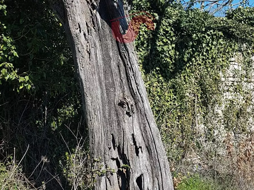 Immagine 50 di Rustico / casale in vendita  in Contrada Campolavoro a Riccia
