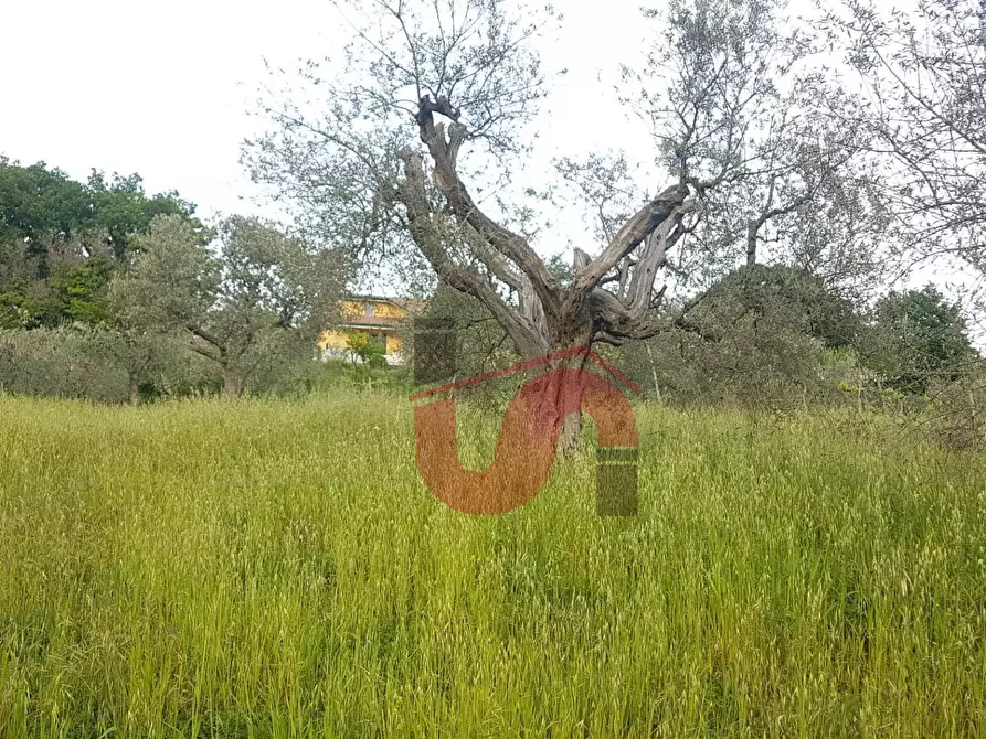 Immagine 3 di Terreno agricolo in vendita  in Via Comunale Ospedale a Foglianise