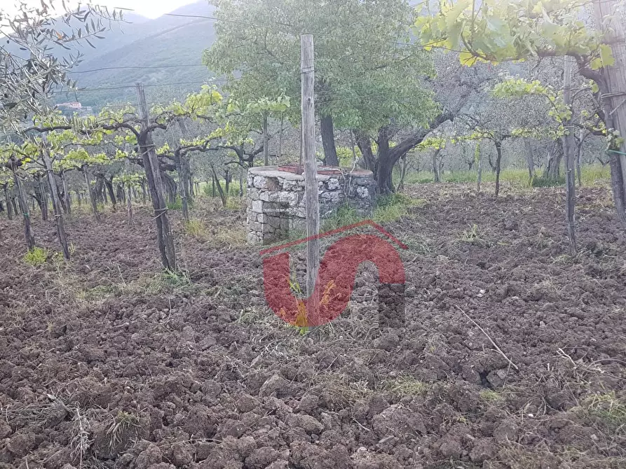 Immagine 2 di Terreno agricolo in vendita  in Via Comunale Ospedale a Foglianise
