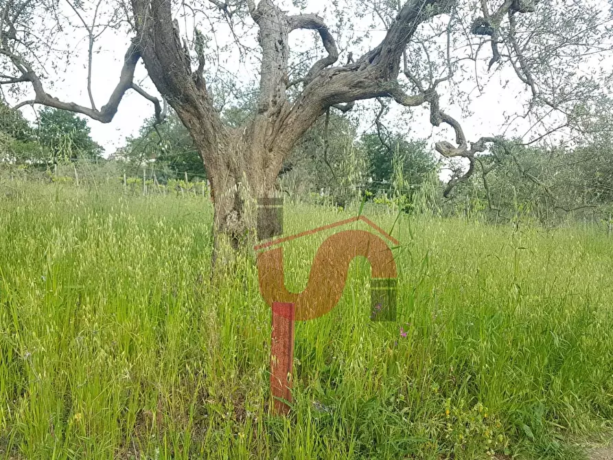 Immagine 4 di Terreno agricolo in vendita  in Via Comunale Ospedale a Foglianise