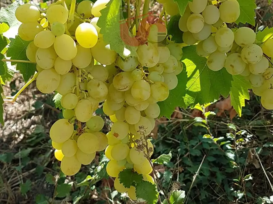 Immagine 14 di Terreno agricolo in vendita  in Contrada ponte valentino a Benevento