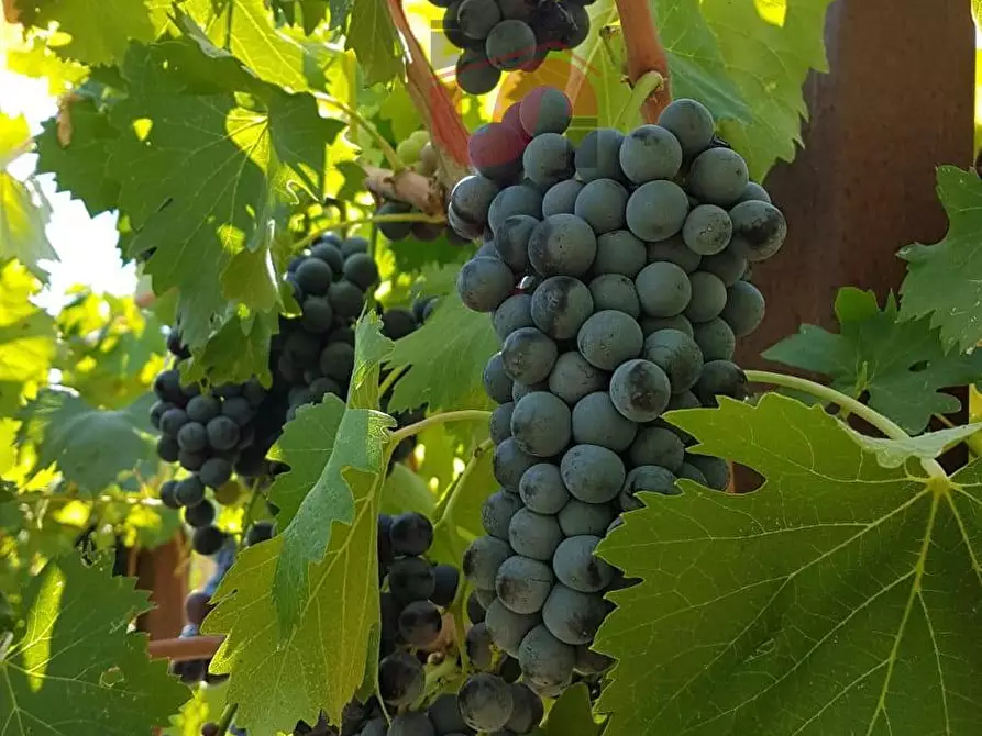 Immagine 13 di Terreno agricolo in vendita  in Contrada ponte valentino a Benevento